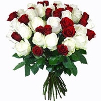Red and White Roses-0