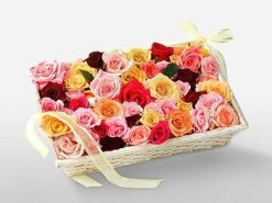 Mixed Color Roses-0