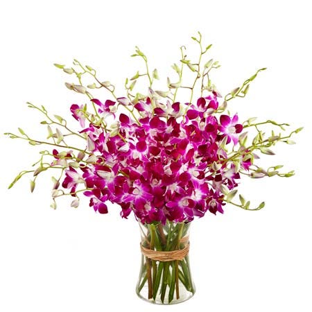 Pink Orchids Bunch