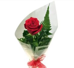 Special Single Rose-0