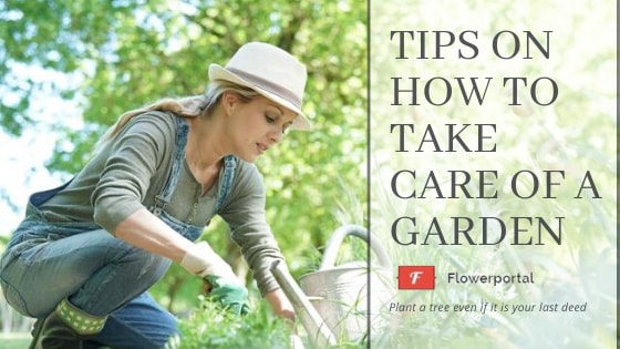 how to take care of garden