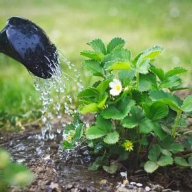 watering plants